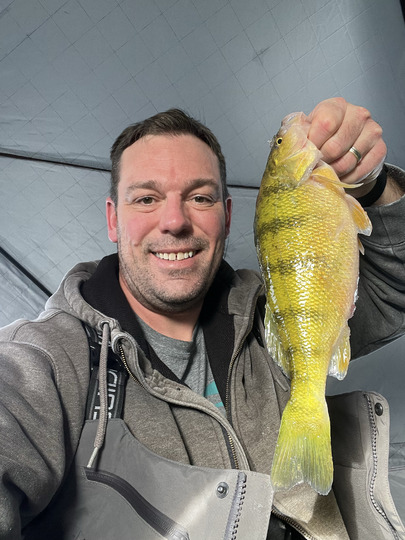 Yellow Perch