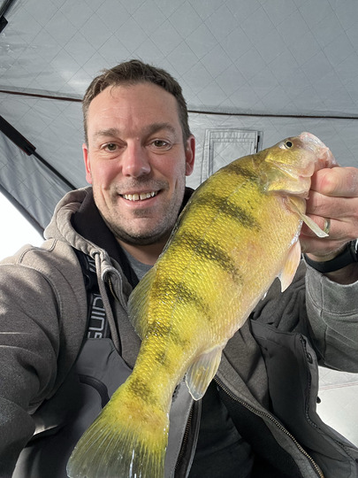 Yellow Perch