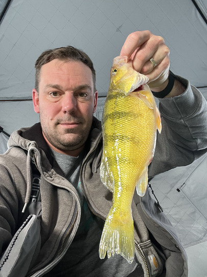 Yellow Perch