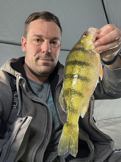 Yellow Perch