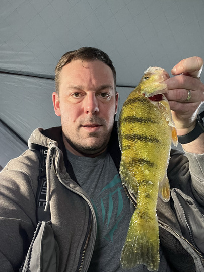 Yellow Perch