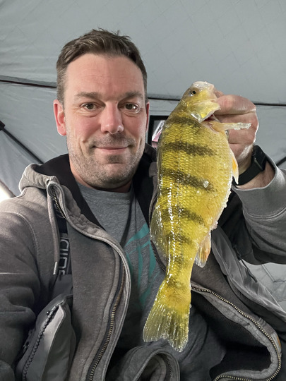 Yellow Perch