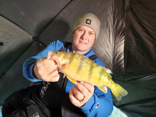 Yellow Perch