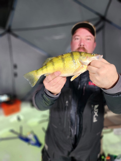Yellow Perch
