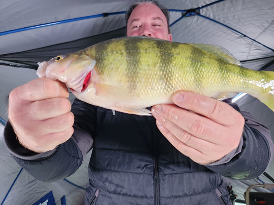 Yellow Perch
