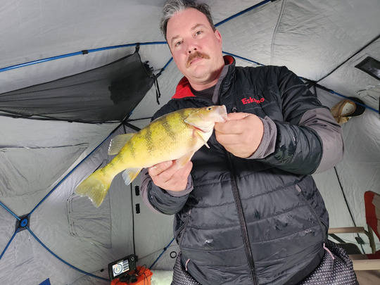 Yellow Perch