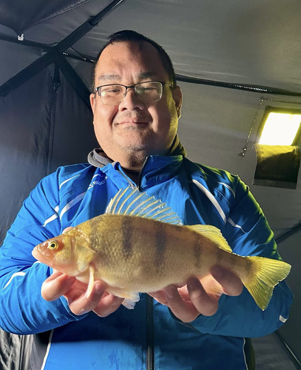 Yellow Perch