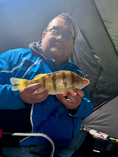 Yellow Perch