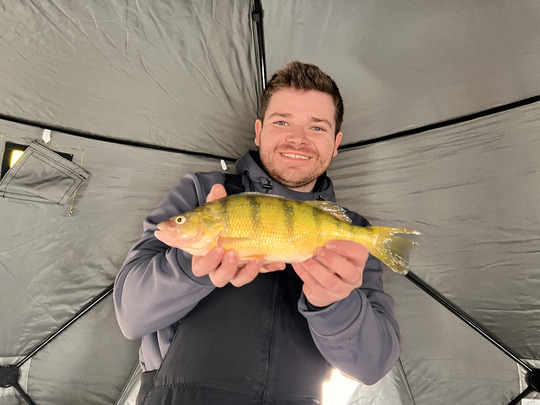 Yellow Perch