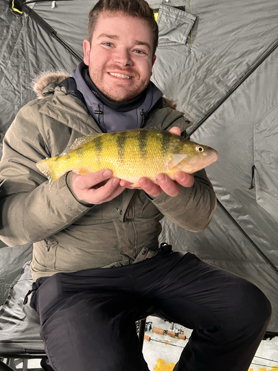 Yellow Perch