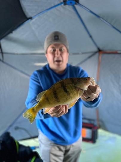 Yellow Perch