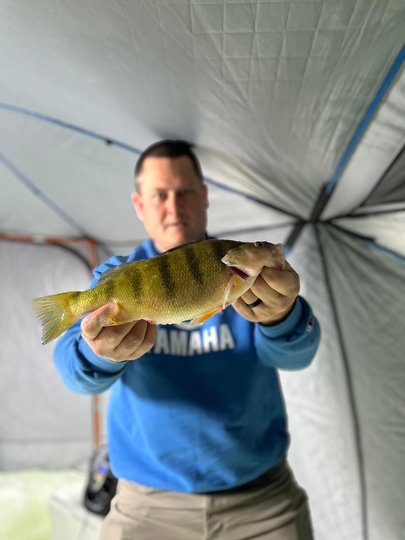 Yellow Perch