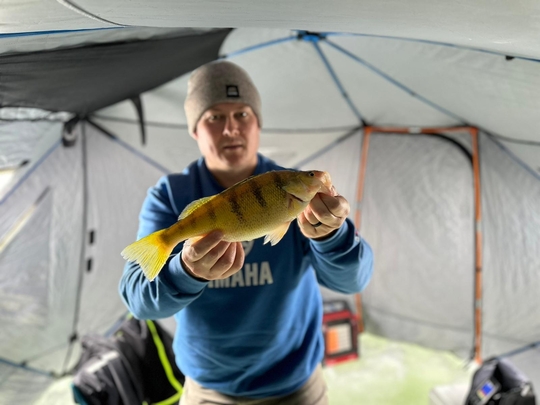 Yellow Perch
