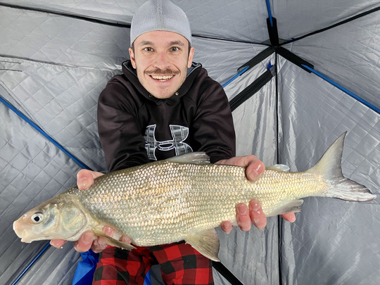 Lake Whitefish