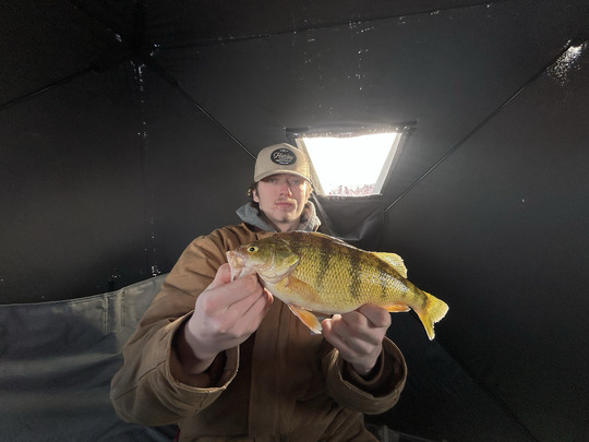 Yellow Perch