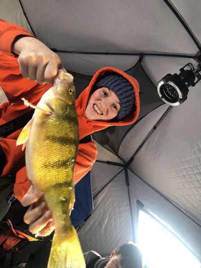 Yellow Perch