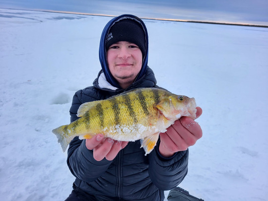 Yellow Perch