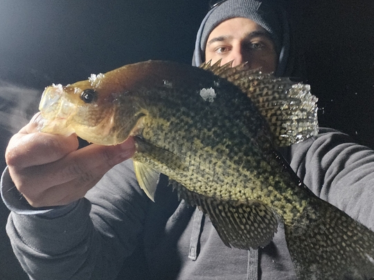 Black Crappie