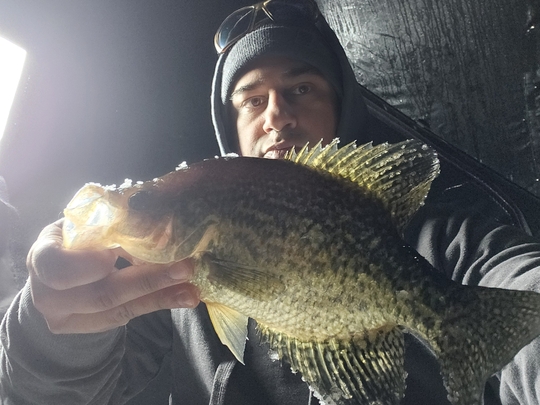 Black Crappie