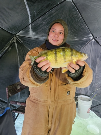 Yellow Perch