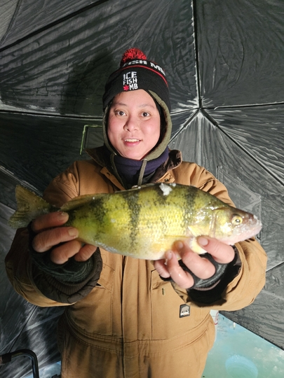Yellow Perch