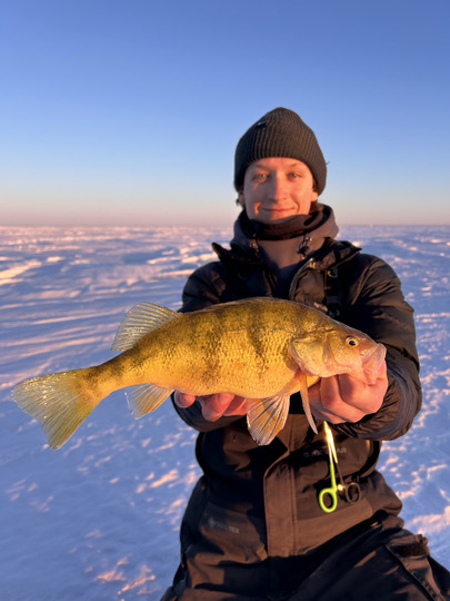 Yellow Perch