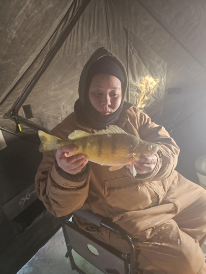 Yellow Perch