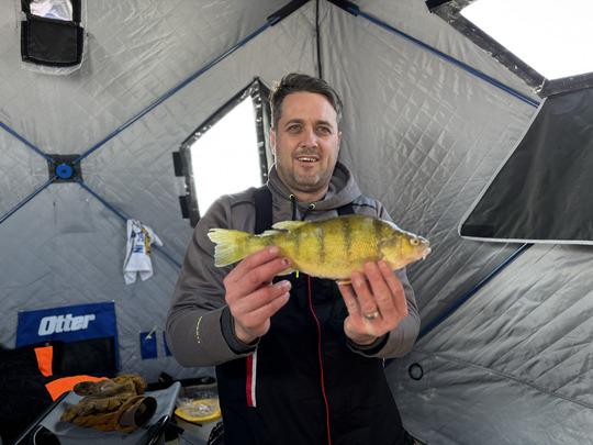 Yellow Perch