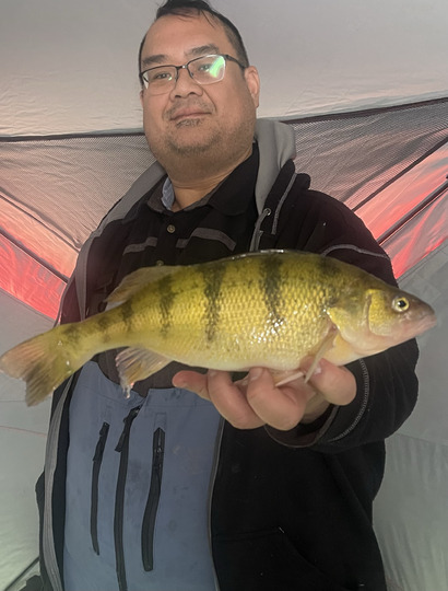 Yellow Perch