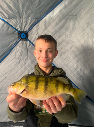 Yellow Perch