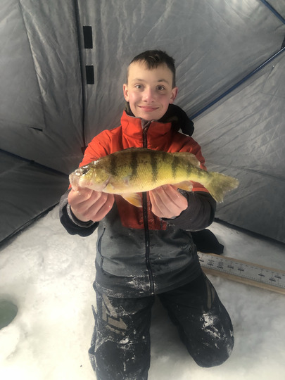 Yellow Perch