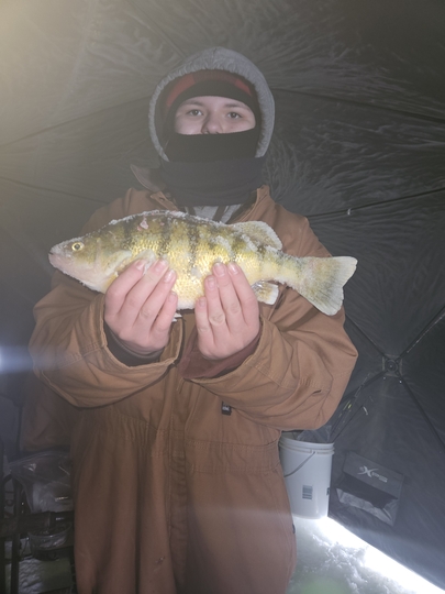 Yellow Perch