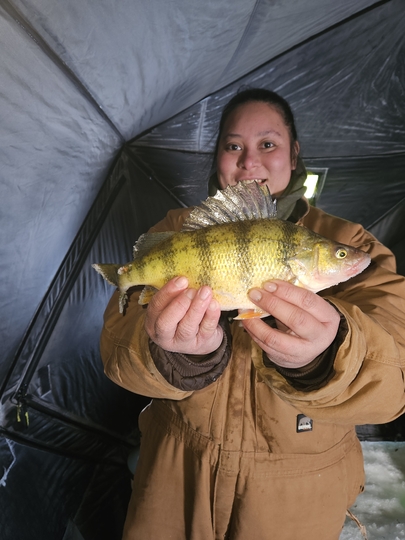 Yellow Perch