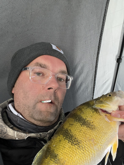Yellow Perch