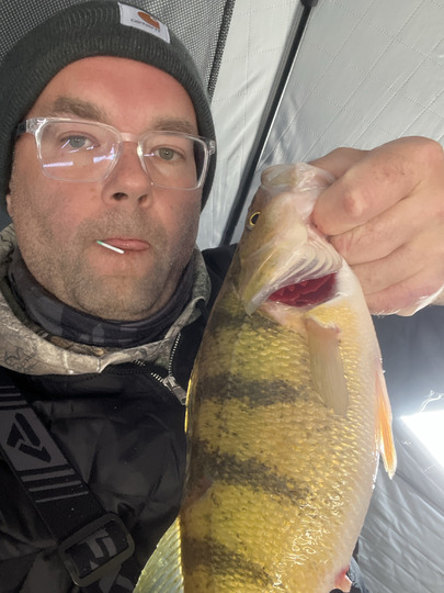 Yellow Perch