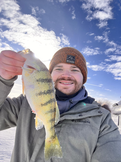 Yellow Perch