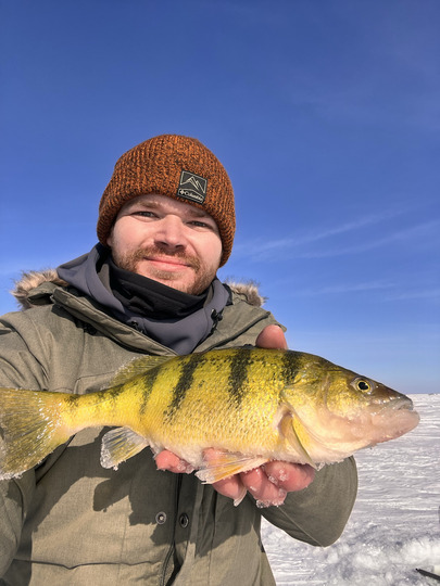 Yellow Perch