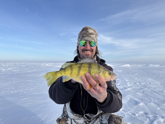 Yellow Perch