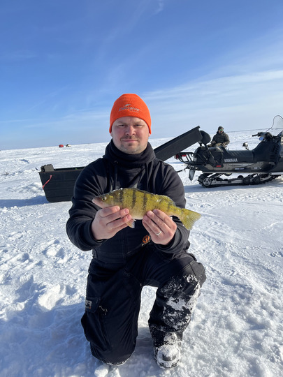 Yellow Perch
