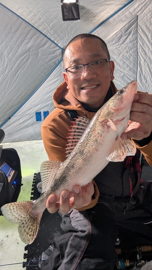 Sauger