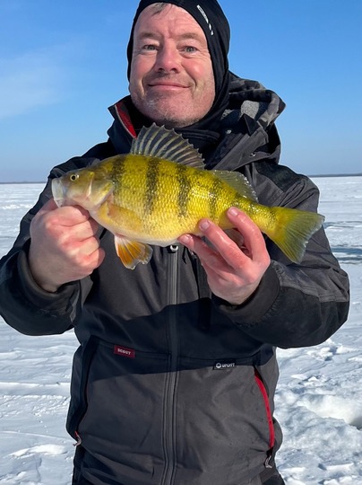 Yellow Perch