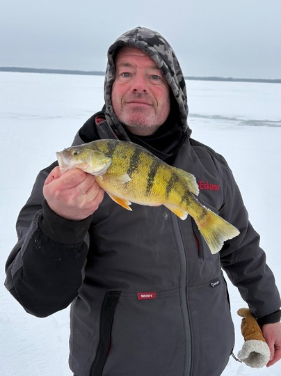 Yellow Perch