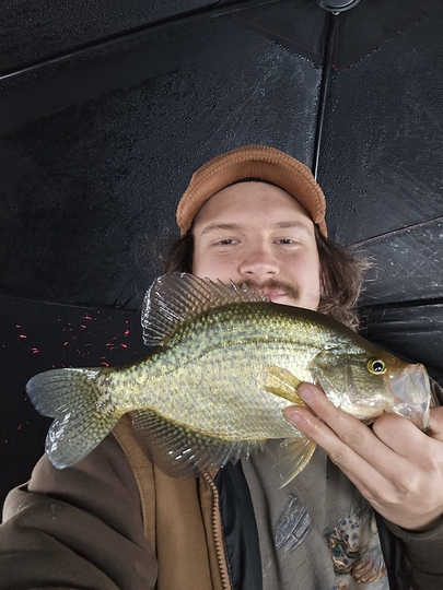 Black Crappie