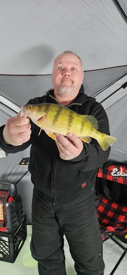 Yellow Perch