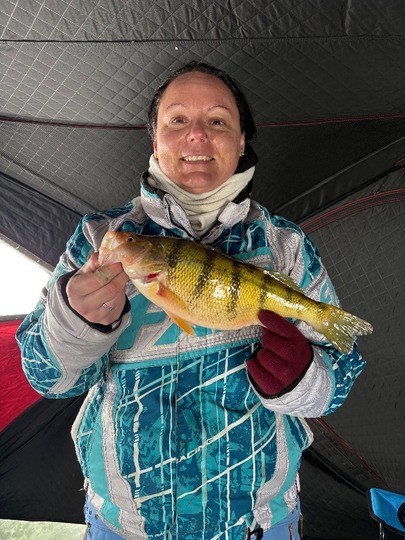 Yellow Perch