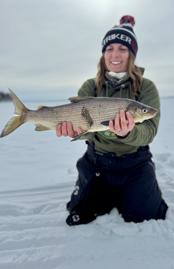 Lake Whitefish