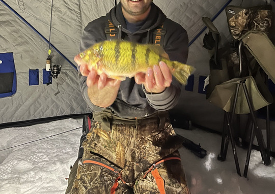 Yellow Perch