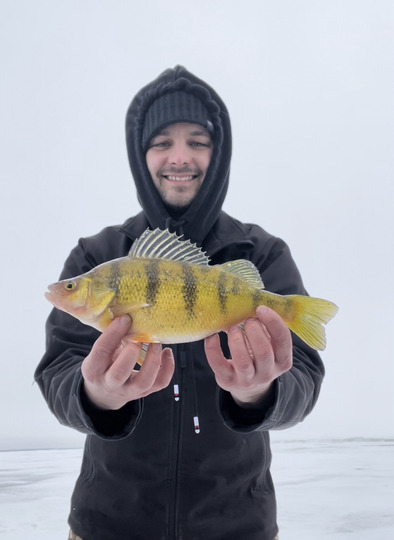 Yellow Perch