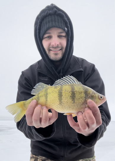 Yellow Perch
