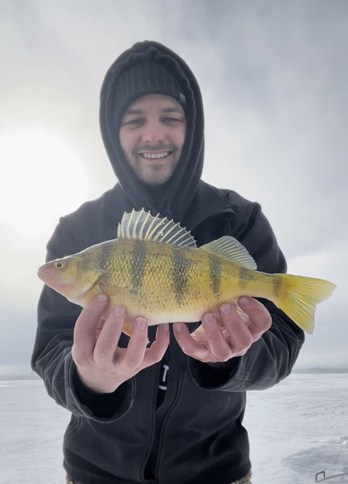 Yellow Perch
